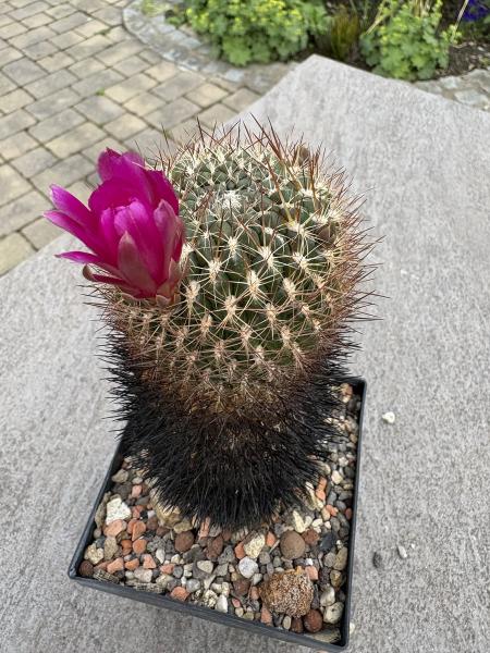Sulcorebutia spec.